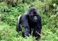 Uganda gorilla tours
