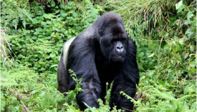 Uganda gorilla tours