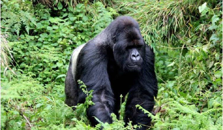 Uganda gorilla tours